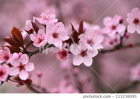 Branches of blossoming cherry. Background in spring on nature outdoors. Pink sakura flowers in springtime. Branches of blossoming cherry. Background in spring on nature outdoors. Pink sakura flowers in springtime. 113236093
