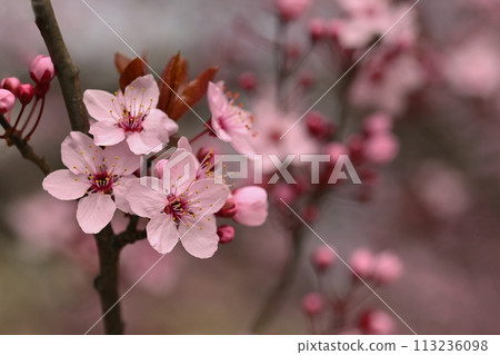 Branches of blossoming cherry. Background in spring on nature outdoors. Pink sakura flowers in springtime. Branches of blossoming cherry. Background in spring on nature outdoors. Pink sakura flowers in springtime. 113236098
