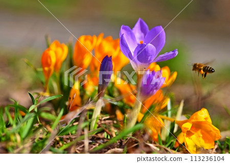 Spring flowers with flying bee. Beautiful colorful first flowers on meadow with sun. 113236104