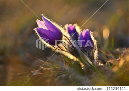 Spring background with flowers in meadow. Pasque Flower (Pulsatilla grandis) 113236111