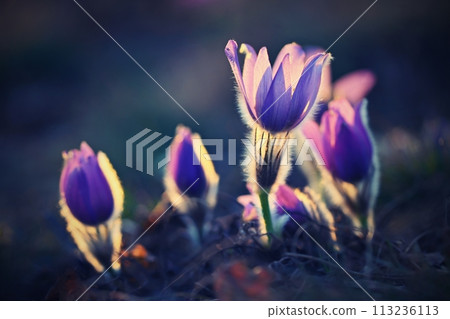 Spring background with flowers in meadow. Pasque Flower (Pulsatilla grandis) Spring background with flowers in meadow. Pasque Flower (Pulsatilla grandis) 113236113