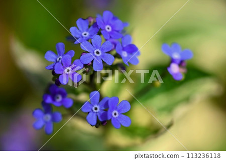 Beautiful color shot of blue small flower in grass. Close-up view in nature. 113236118