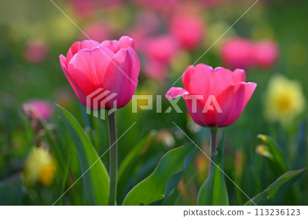 Beautiful delicate spring flowers - tulips. Pastel colors and colorful natural background. Close-up of flowers. Nature concept for spring time. Beautiful delicate spring flowers - tulips. Pastel colors and colorful natural background. Close-up of flowers. Nature concept for spring time. 113236123