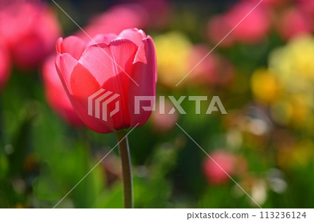 Beautiful delicate spring flowers - tulips. Pastel colors and colorful natural background. Close-up of flowers. Nature concept for spring time. Beautiful delicate spring flowers - tulips. Pastel colors and colorful natural background. Close-up of flowers. Nature concept for spring time. 113236124
