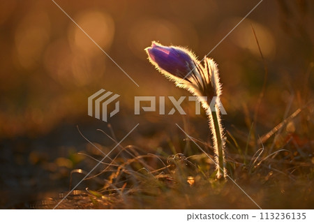 Spring flowers. Beautifully blossoming pasque flower and sun with a natural colored background. (Pulsatilla grandis) Spring flowers. Beautifully blossoming pasque flower and sun with a natural colored background. (Pulsatilla grandis) 113236135