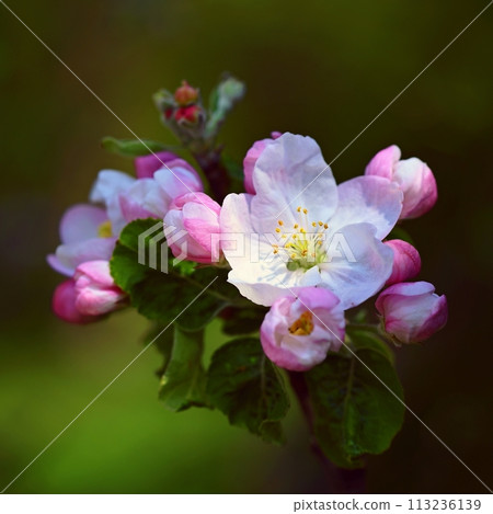 Spring background with blossoming fruit tree. Beautiful blooming apple tree in spring time. 113236139