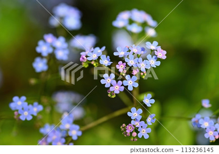 Beautiful color shot of blue small flower in grass. Close-up view in nature. 113236145