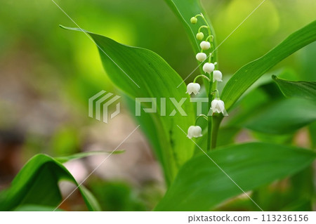 Spring green background with nature in the forest. Beautiful small white plant - flower - Lily of the valley. (Convallaria majalis) 113236156