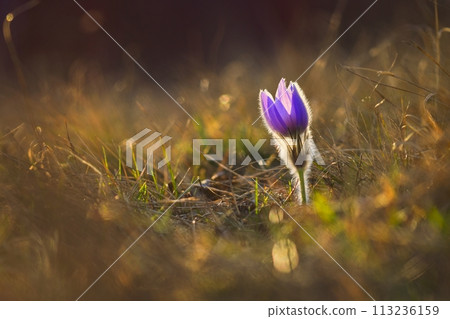 Springtime and spring flower. Beautiful purple little furry pasque-flower. (Pulsatilla grandis) Blooming on spring meadow at the sunset. Springtime and spring flower. Beautiful purple little furry pasque-flower. (Pulsatilla grandis) Blooming on spring meadow at the sunset. 113236159
