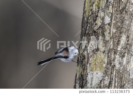 Shimaenaga drinking sap Shimaenaga drinking sap 113236373