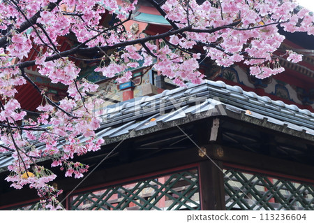 Cherry blossoms at Gokonomiya Shrine, Kyoto 113236604