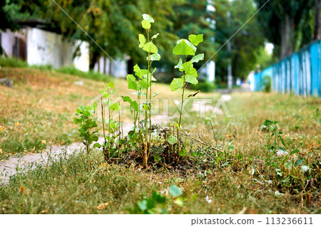Young shoots of a poplar tree near a walking path 113236611