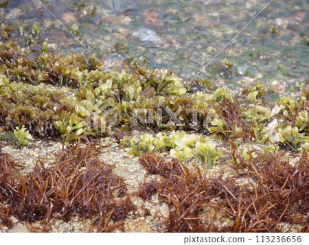 Green seaweed growing on rocks in the ocean Green seaweed growing on rocks in the ocean 113236656
