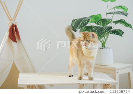 happy with cat concept with british cat play on camping table with camp and tropical tree and white background 113236734