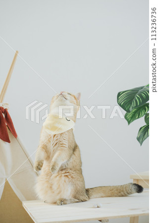 happy with cat concept with british cat play on camping table with camp and tropical tree and white background happy with cat concept with british cat play on camping table with camp and tropical tree and white background 113236736