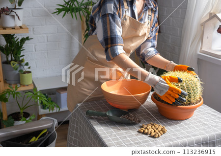 Repotting overgrown home plant large spiny cactus Echinocactus Gruzoni into new bigger pot. A woman in protective gloves holds the cactus carefully, afraid of getting pricked 113236915