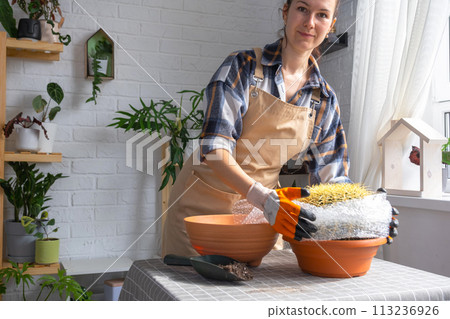 Repotting overgrown home plant large spiny cactus Echinocactus Gruzoni into new bigger pot. A woman in protective gloves wraps a cactus with a bubble wrap so as not to prick herself Repotting overgrown home plant large spiny cactus Echinocactus Gruzoni into new bigger pot. A woman in protective gloves wraps a cactus with a bubble wrap so as not to prick herself 113236926
