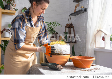 Repotting overgrown home plant large spiny cactus Echinocactus Gruzoni into new bigger pot. A woman in protective gloves wraps a cactus with a bubble wrap so as not to prick herself 113236936