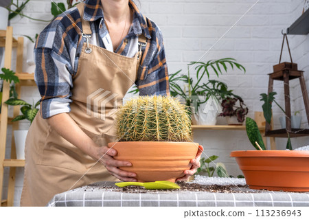 Repotting overgrown home plant large spiny cactus Echinocactus Gruzoni into new bigger pot. Caring for potted plant, hands of woman in apron 113236943