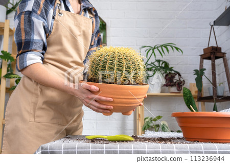 Repotting overgrown home plant large spiny cactus Echinocactus Gruzoni into new bigger pot. Caring for potted plant, hands of woman in apron 113236944
