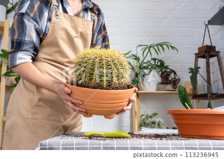 Repotting overgrown home plant large spiny cactus Echinocactus Gruzoni into new bigger pot. Caring for potted plant, hands of woman in apron 113236945