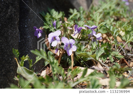 Violets blooming on the roadside Violets blooming on the roadside 113236994