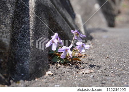 Violets blooming on the roadside Violets blooming on the roadside 113236995
