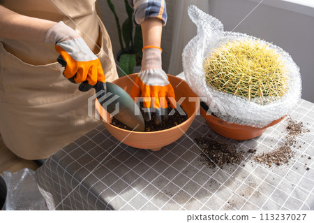 Repotting overgrown home plant large spiny cactus Echinocactus Gruzoni into new bigger pot. A woman in protective gloves wraps a cactus with a bubble wrap so as not to prick herself Repotting overgrown home plant large spiny cactus Echinocactus Gruzoni into new bigger pot. A woman in protective gloves wraps a cactus with a bubble wrap so as not to prick herself 113237027