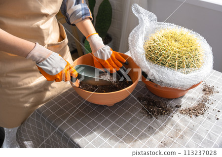 Repotting overgrown home plant large spiny cactus Echinocactus Gruzoni into new bigger pot. A woman in protective gloves wraps a cactus with a bubble wrap so as not to prick herself 113237028