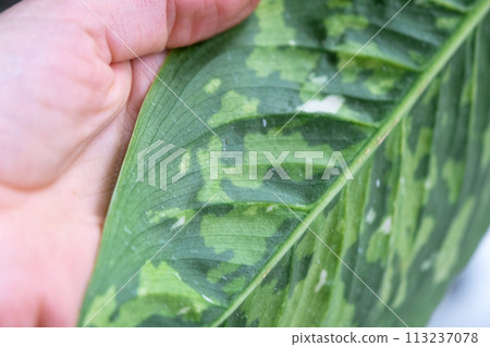 Leaves home plant affected by a spider mite, small insects, Problems in the cultivation of domestic plants. Plant treatment and pest and fungus control Leaves home plant affected by a spider mite, small insects, Problems in the cultivation of domestic plants. Plant treatment and pest and fungus control 113237078
