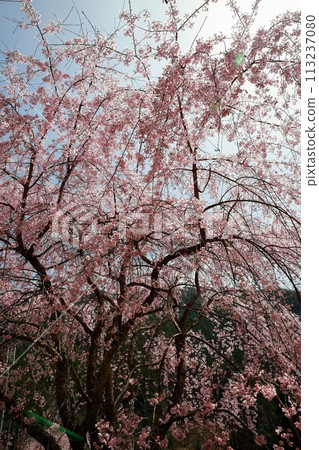 Chubu cherry blossoms of the Chuetsu family Chubu cherry blossoms of the Chuetsu family 113237080