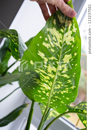 Leaves home plant affected by a spider mite, small insects, Problems in the cultivation of domestic plants. Plant treatment and pest and fungus control 113237081