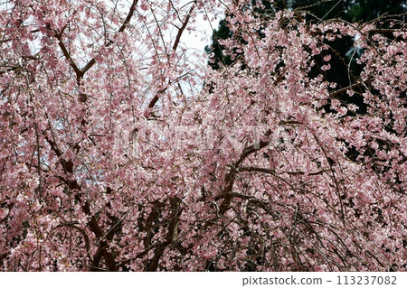 Chubu cherry blossoms of the Chuetsu family Chubu cherry blossoms of the Chuetsu family 113237082