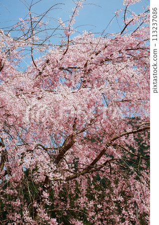 Chuetsu家族的中部櫻花 113237086