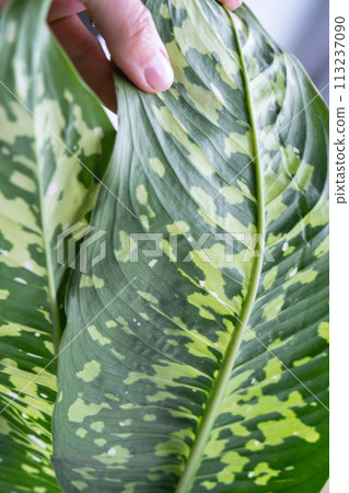 Leaves home plant affected by a spider mite, small insects, Problems in the cultivation of domestic plants. Plant treatment and pest and fungus control Leaves home plant affected by a spider mite, small insects, Problems in the cultivation of domestic plants. Plant treatment and pest and fungus control 113237090