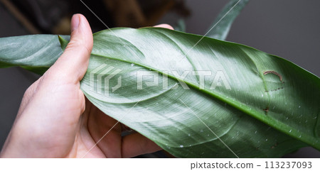 Leaves home plant affected by a spider mite, small insects, Problems in the cultivation of domestic plants. Plant treatment and pest and fungus control Leaves home plant affected by a spider mite, small insects, Problems in the cultivation of domestic plants. Plant treatment and pest and fungus control 113237093