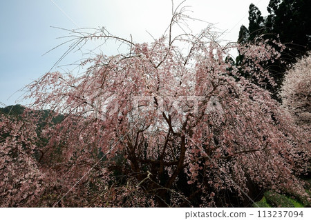 Chubu cherry blossoms of the Chuetsu family 113237094
