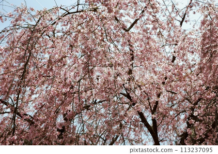 Chubu cherry blossoms of the Chuetsu family 113237095