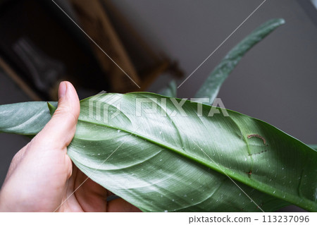 Leaves home plant affected by a spider mite, small insects, Problems in the cultivation of domestic plants. Plant treatment and pest and fungus control Leaves home plant affected by a spider mite, small insects, Problems in the cultivation of domestic plants. Plant treatment and pest and fungus control 113237096