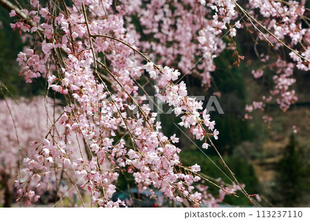 Chubu cherry blossoms of the Chuetsu family 113237110