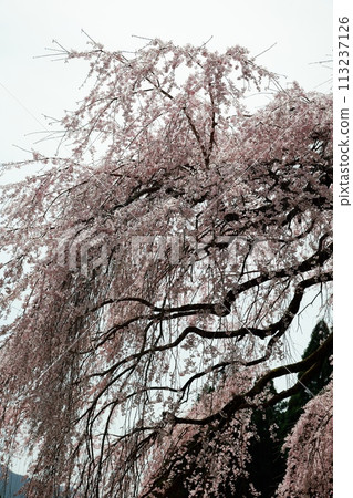 Chubu cherry blossoms of the Chuetsu family 113237126