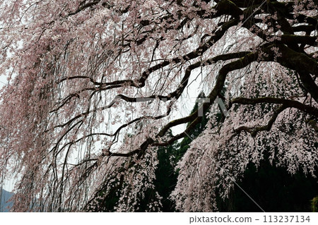Chubu cherry blossoms of the Chuetsu family 113237134