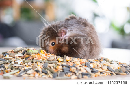 Funny fluffy Syrian hamster sits on a handful of seeds and eats and stuffs his cheeks with stocks. Food for a pet rodent, vitamins. Close-up 113237166