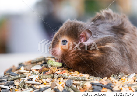 Funny fluffy Syrian hamster sits on a handful of seeds and eats and stuffs his cheeks with stocks. Food for a pet rodent, vitamins. Close-up 113237179
