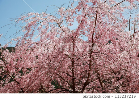 Chuetsu家族的中部櫻花 113237219