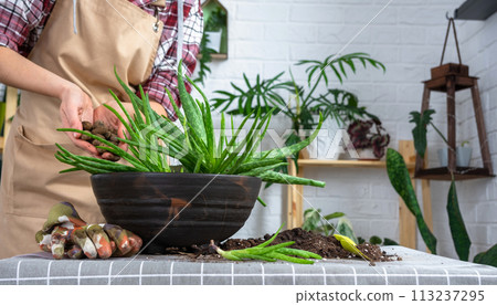 The hands of woman in an apron Potting, transplanting and reproduction is the separation of the children of the Aloe Vera plant. Succulent on the table, pot, soil, scoop 113237295