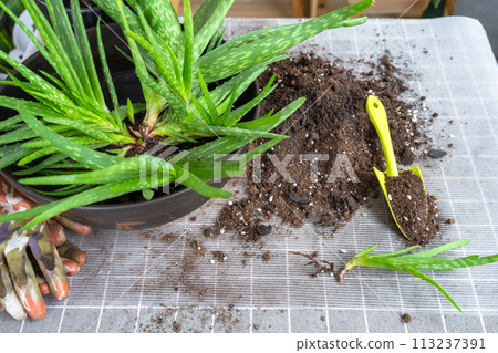 Potting, transplanting and reproduction is the separation of the children of the Aloe Vera plant. Succulent on the table, pot, soil, scoop Potting, transplanting and reproduction is the separation of the children of the Aloe Vera plant. Succulent on the table, pot, soil, scoop 113237391