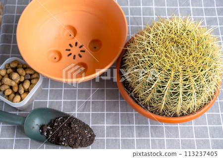 Repotting overgrown home plant large spiny cactus Echinocactus Gruzoni into new bigger pot. Caring for potted plant, protective gloves, drainage, pot, soil, a shovel on the table 113237405