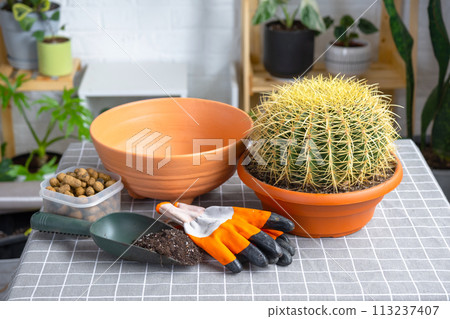 Repotting overgrown home plant large spiny cactus Echinocactus Gruzoni into new bigger pot. Caring for potted plant, protective gloves, drainage, pot, soil, a shovel on the table 113237407