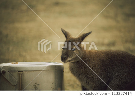 Red-necked wallaby just had a drink of water Red-necked wallaby just had a drink of water 113237414